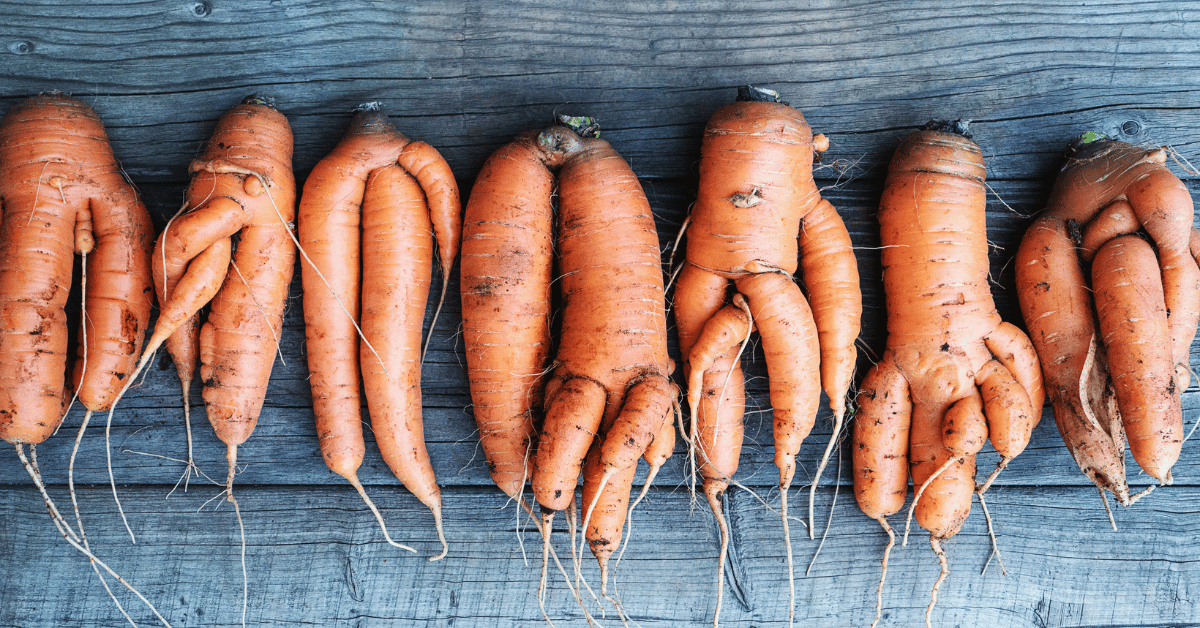 carrot root system