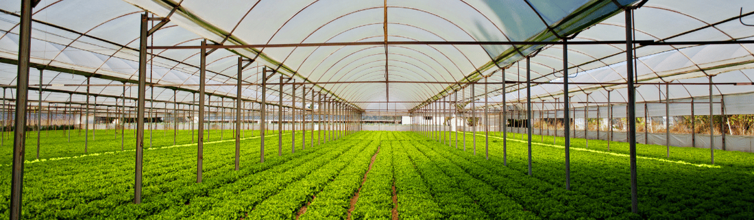 EM Nature Farming: Unleashing the Power of Sustainable Agriculture