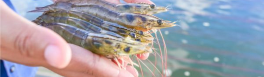 Shrimp Farming Techniques and Best Practices Using EM-1