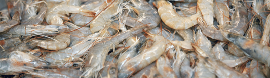 Expert Guide to Shrimp Farming Techniques and Best Practices for Maximum Yield