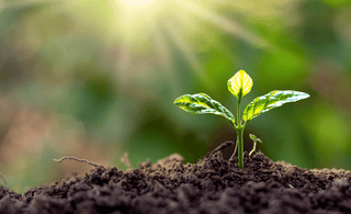 Unlocking Garden Success: Harnessing Soil Health Through Microbial Populations, Organic Matter, and Moisture
