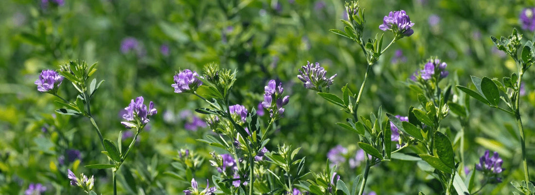 alfalfa-garden