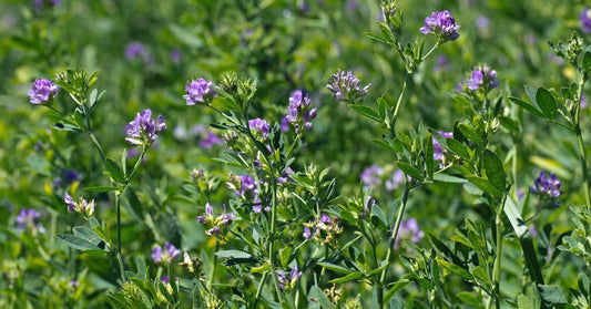 The Benefits of Alfalfa as a Cover Crop in Organic Gardening