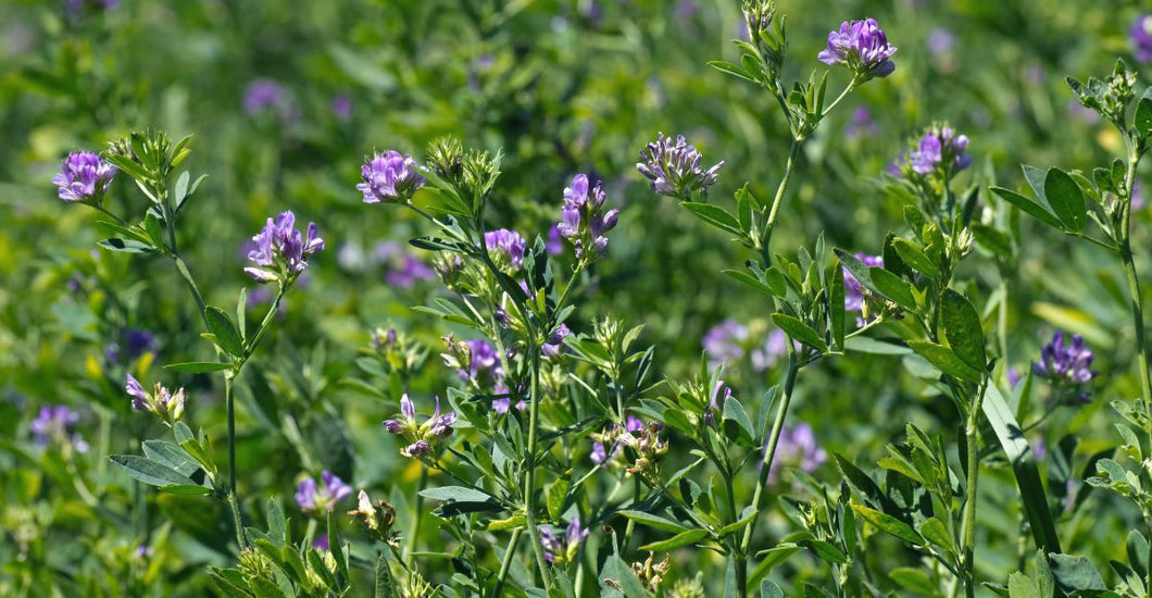 How Alfalfa Cover Crops Can Enhance Your Organic Garden | TeraGanix