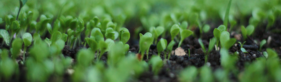 The Connection Between Microbes and Soil Structure, Nutrient Availability, and Plant Disease.