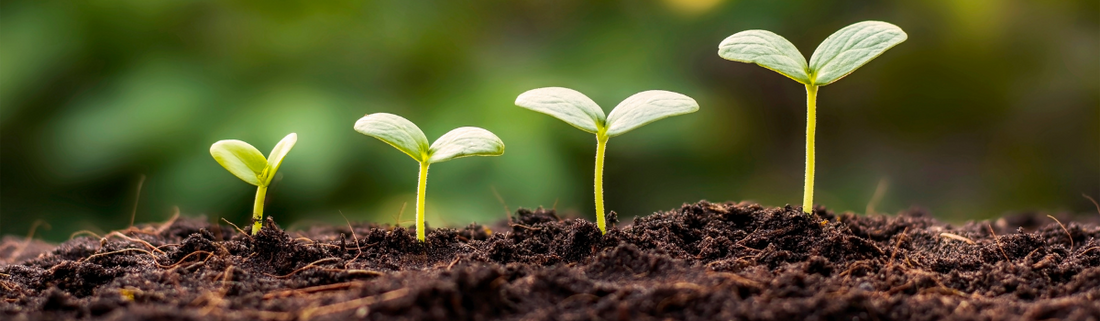 Soil Regeneration - The Four Keys to Restoring Healthy Soil