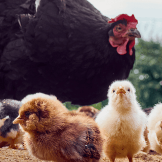 Maximizing Chicken Health in Winter: The Power of Probiotics