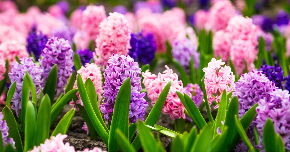 How to Grow a Vibrant Flower Garden | TeraGanix