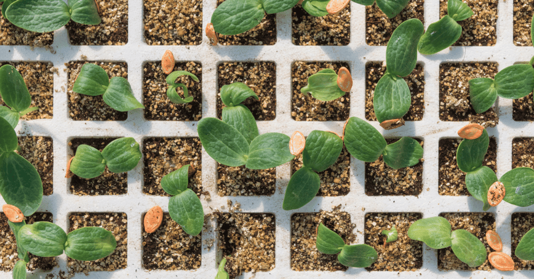 Advancing Your Seed Germination Game: Innovative Techniques and Sustainable Practices