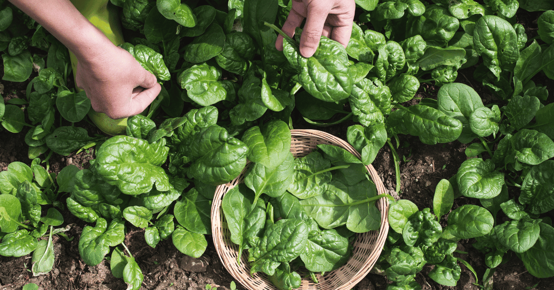 Grow Perfect Spinach with EM-1®