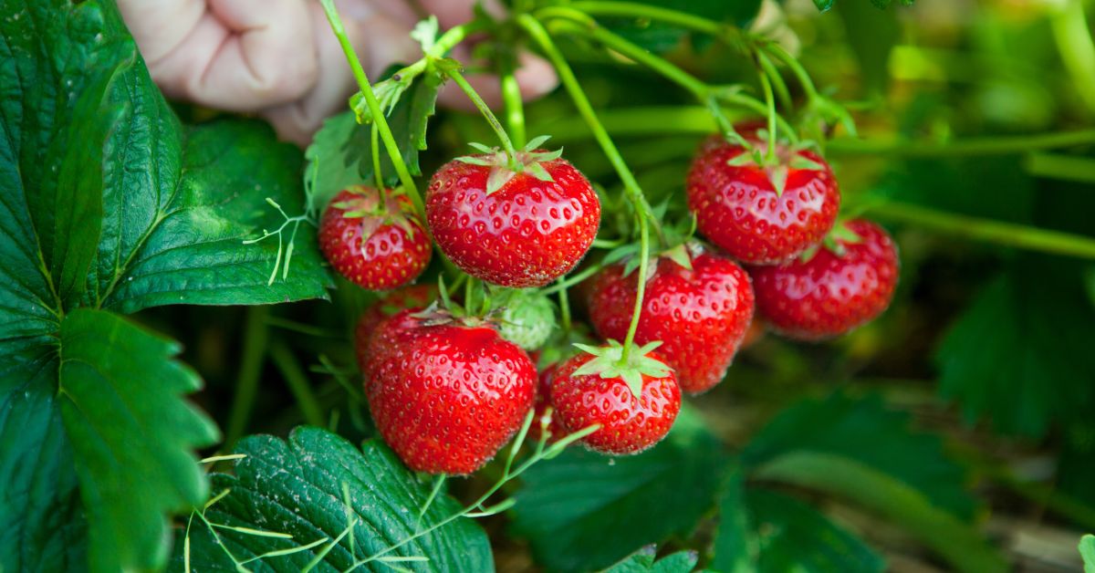 The Easy Gardening Guide To Growing Strawberries 