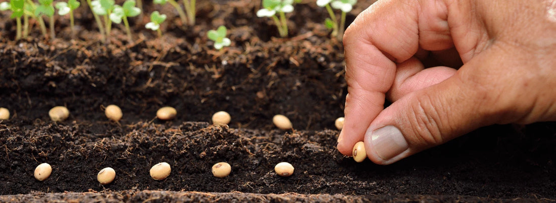 The Essential Guide to Seed Germination for Organic Gardeners