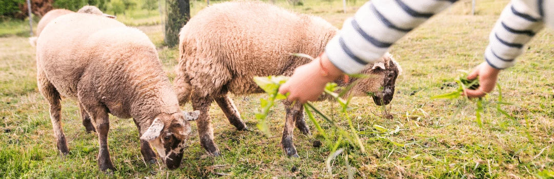 homesteading-effective