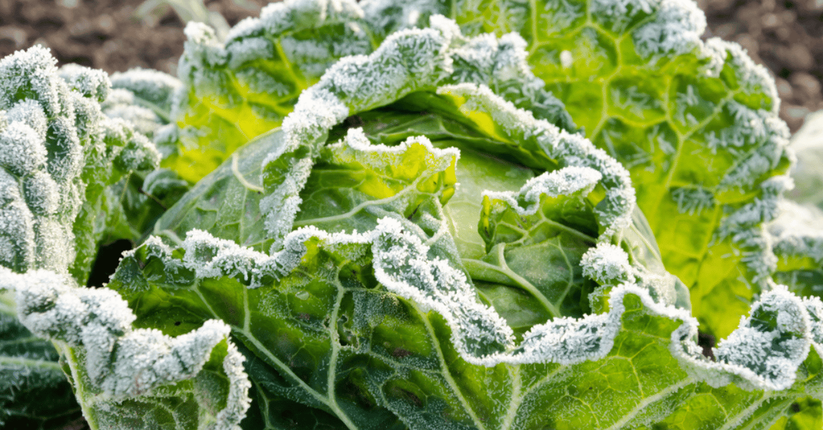 A gardener tending to winter vegetables using organic techniques in the snow