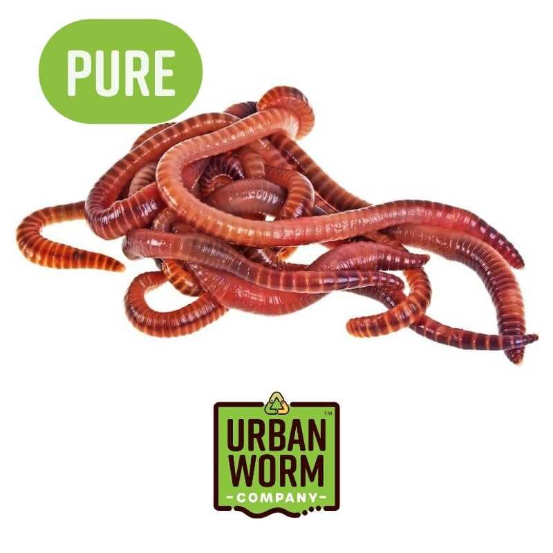 Urban Worm Company Worms 1Lb (800-1000 Worms) Pure Red Wiggler Composting Worms