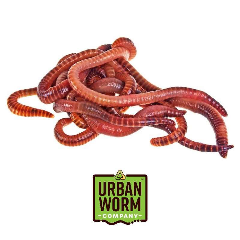 Urban Worm Company Worms 1lb (800-1000 worms) Red Wiggler Composting Worm Mix